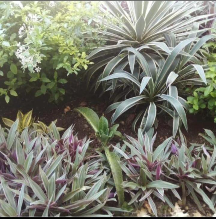 The Seaside Garden Guesthouse Buccoo Εξωτερικό φωτογραφία